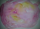 (Galeriebild)