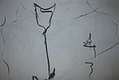 (Galeriebild)